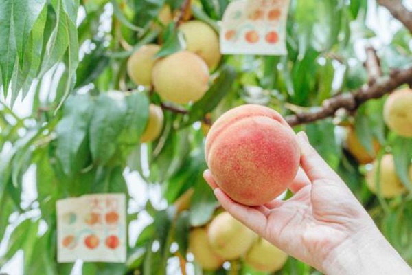 合川太和黄桃。活动方供图