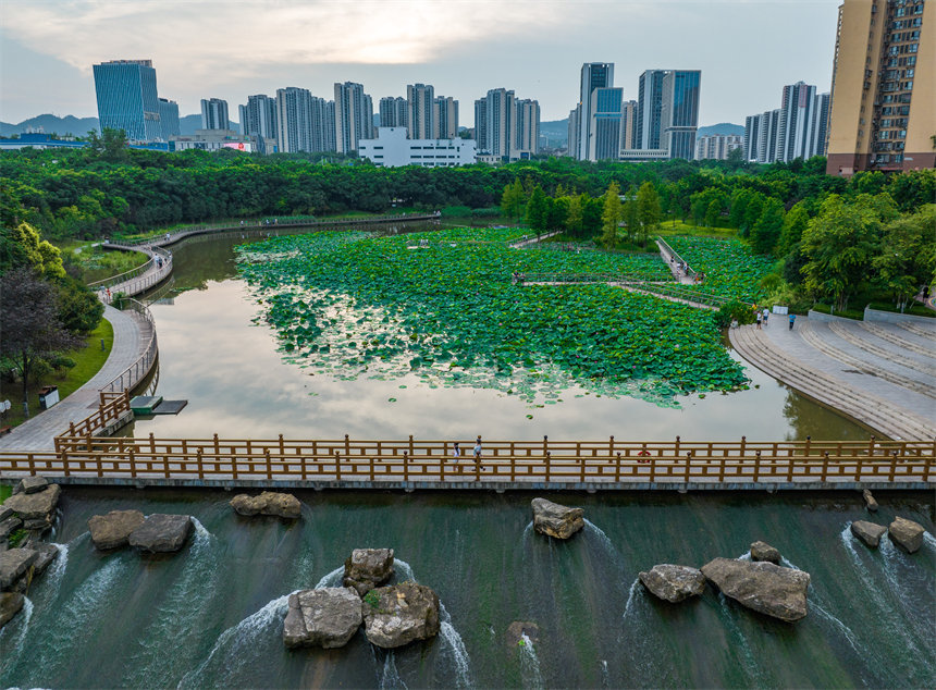 南岸区叠水公园夏荷盛开，吸引了众多市民、游客前来赏荷。郭旭摄