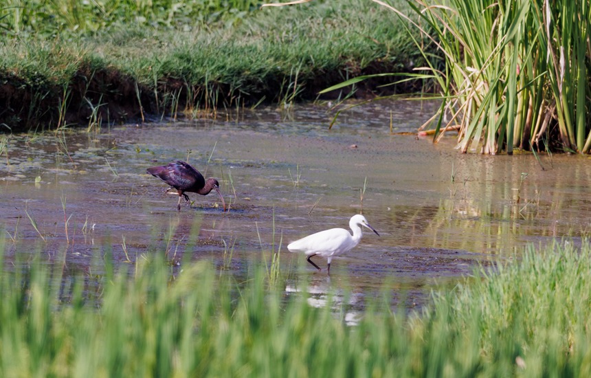 彩鹮和白鹭漫步在小微湿地里。孟继宗摄