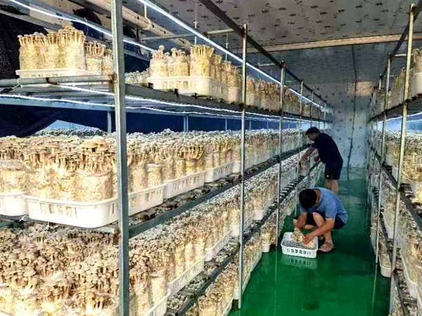 工人忙采摘。黔江区委宣传部供图