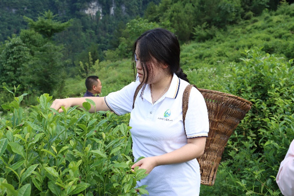 团队成员体验采茶过程。重庆商务职业学院供图