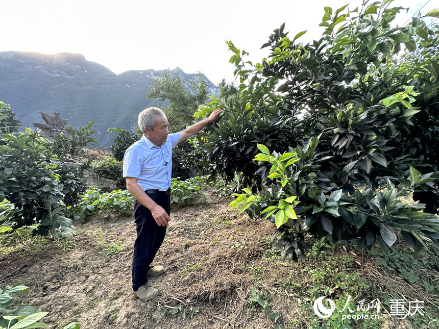 毛相林在山坡查看柑橘树长势。 人民网记者 刘政宁摄