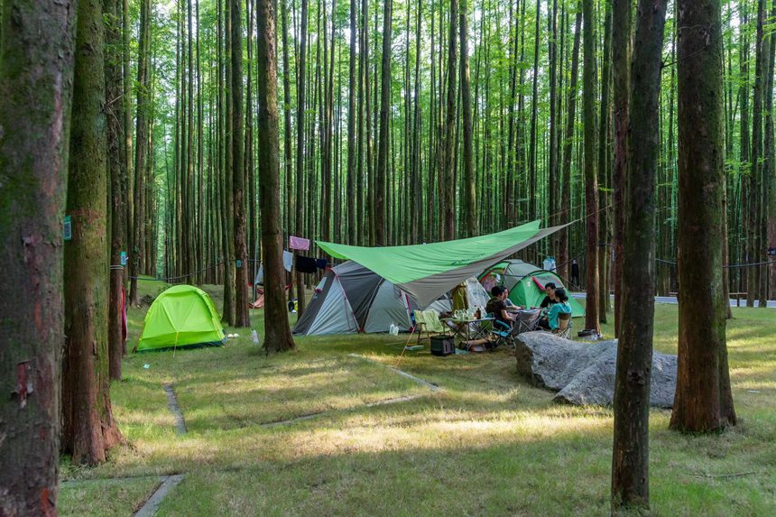 游客在森林公園裡露營享受“清涼一夏”。瞿明斌攝