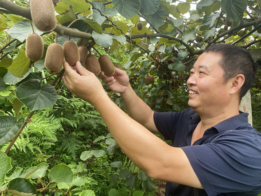 獼猴桃即將進入豐收，果農笑開顏。黃河攝