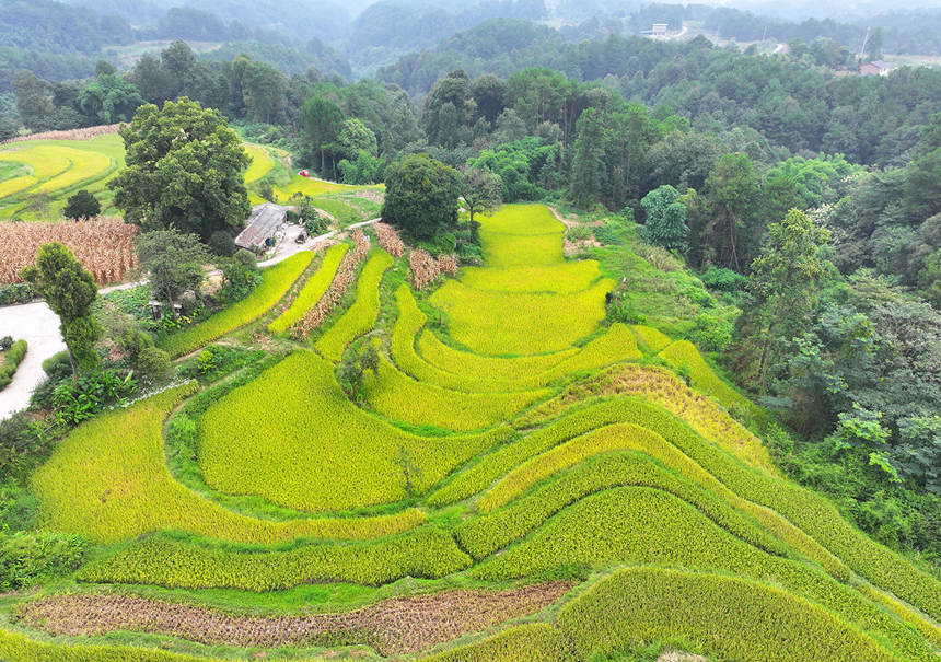 重庆市涪陵区青羊镇兴园村金灿灿的稻谷正待丰收。黄河摄