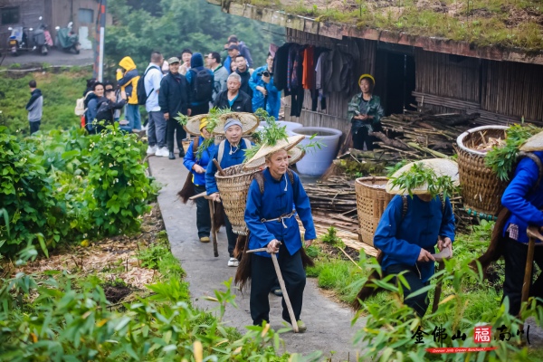 村民们上山采笋。主办方供图