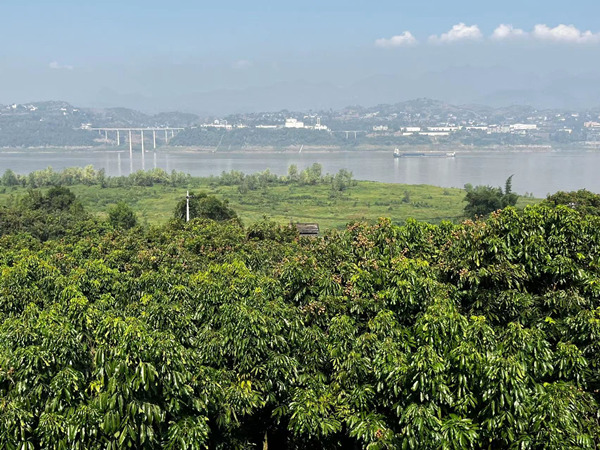 南沱龙眼挂满枝头，喜获丰收。蒋海涛摄