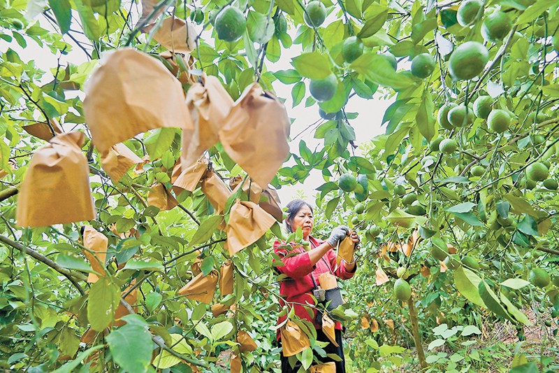潼南區柏梓鎮小嶺村，村民正在給檸檬套袋。（攝於8月24日）首席記者 龍帆 攝視覺重慶