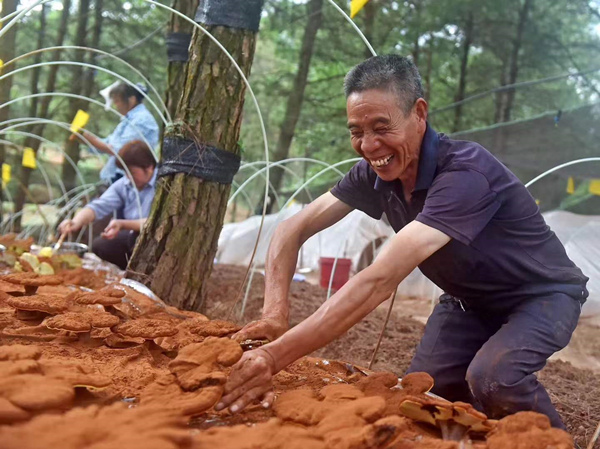 靈芝豐收。大順鎮供圖