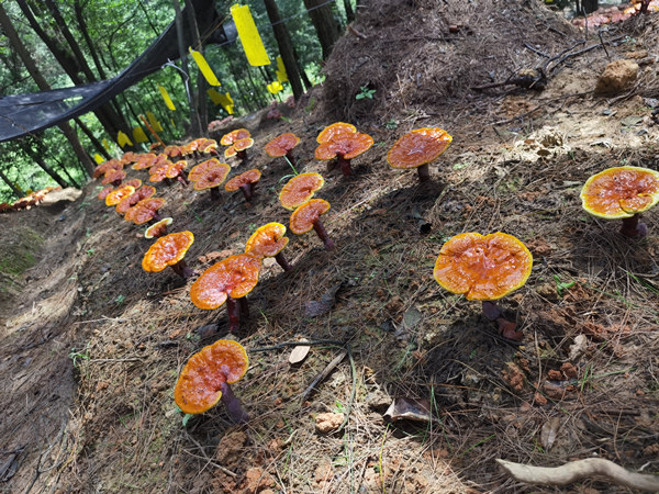 大順鎮靈芝產業。大順鎮供圖