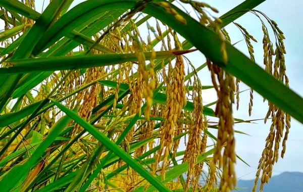 金灿灿的稻谷粒粒饱满。付冲摄
