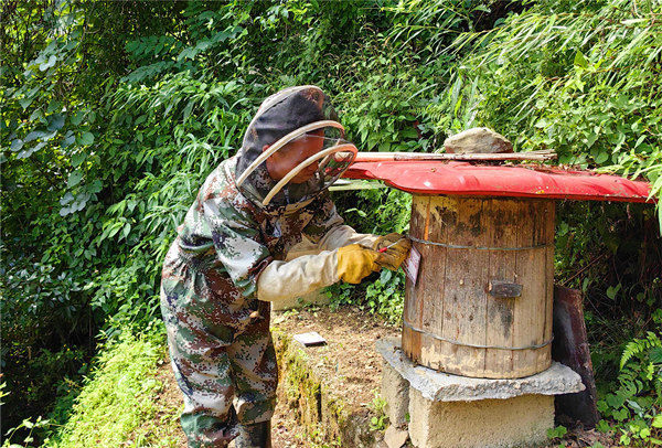 蜂農王得兵全副武裝為蜂桶挂牌。柯燕攝