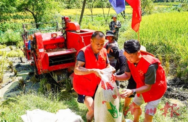 志愿者帮助农户装运水稻。黎明摄