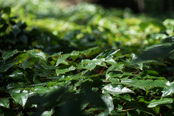 城口縣高燕鎮星光村箭葉淫羊藿種植基地內,國家儲備林下的淫羊藿。李官芮攝