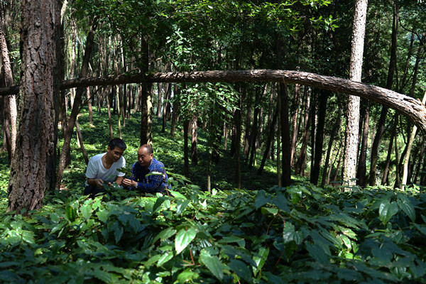 在城口縣高燕鎮星光村箭葉淫羊藿種植基地,駐村第一書記馬凱軍(右)和駐村工作隊隊員蔡道武查看箭葉淫羊藿的長勢情況。李官芮攝