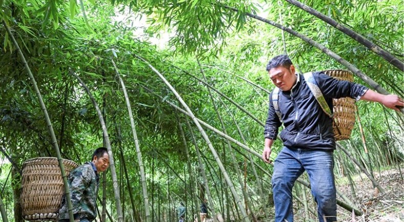 李偉在金佛山採筍。陳姍攝