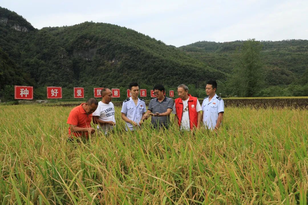 “苗妹香香”劳务品牌形象代言人尹叶华带领团队在基地现场查看水稻生长情况。市人力社保局供图