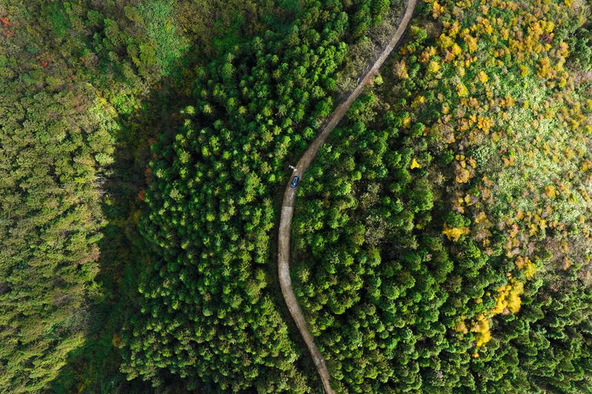 重慶市黔江區國家森林公園彩葉林。楊敏攝