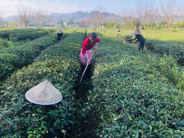 秀山县不断推进茶产业提质增效(图1)