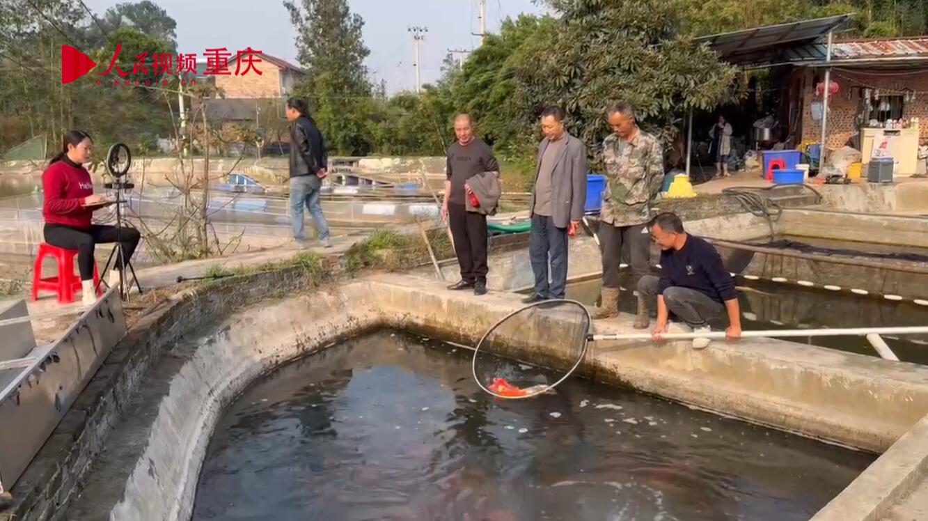 銅梁慶隆鎮：這裡的魚兒會“上網”