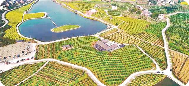 通過開展技術防控，璧山區七塘鎮四合村四季香生態果園的空心蓮子草基本得到清除。（圖片由市農業農村委提供）