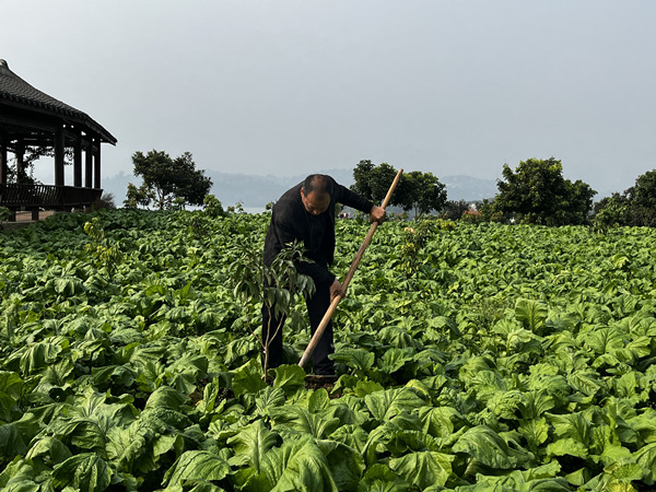 村民在种植荔枝苗。蒋海涛摄