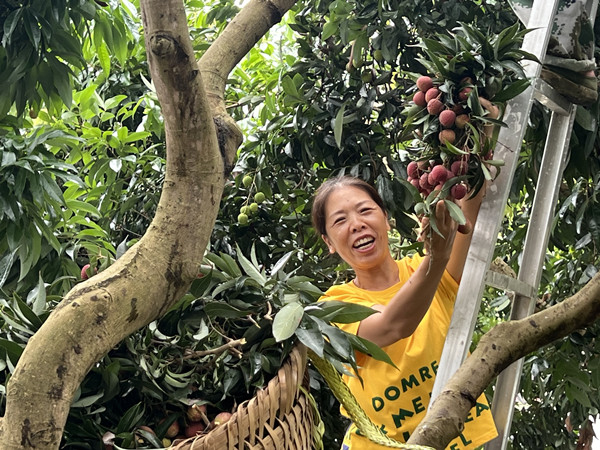 今年南沱镇荔枝丰收。南沱镇供图