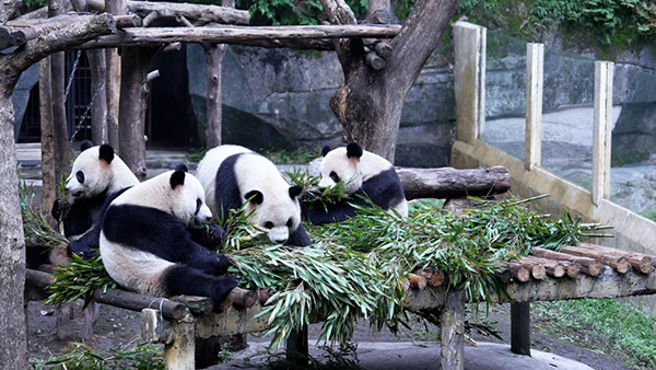 重庆动物园（熊猫馆）。主办方供图