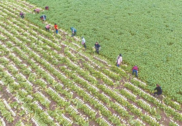肖溪镇勤劳村村民正在收获萝卜。广安区融媒体中心供图