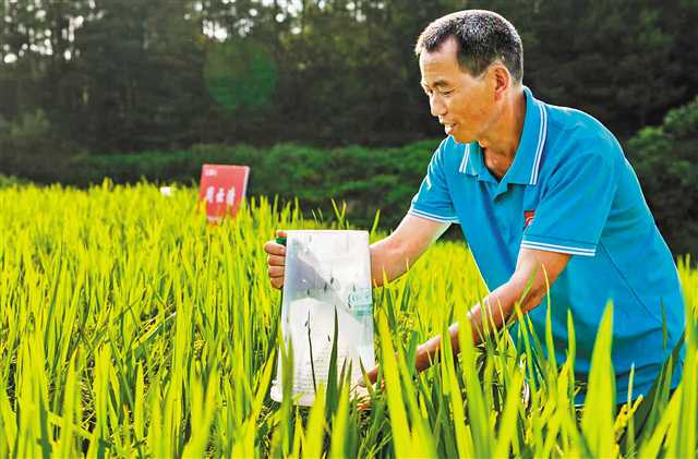 汪文奇在水稻基地安放害虫誘捕器。（受訪者供圖）