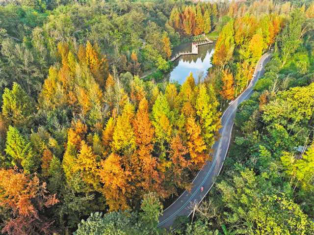 近日，兩江新區九曲河濕地公園的水杉樹葉漸露金黃，宛如一幅“美拉德”色系的油畫，吸引市民前來游玩。通訊員 王加喜 攝\視覺重慶