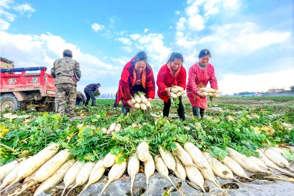 蔬菜基地萝卜丰收。潼南区委宣传部供图