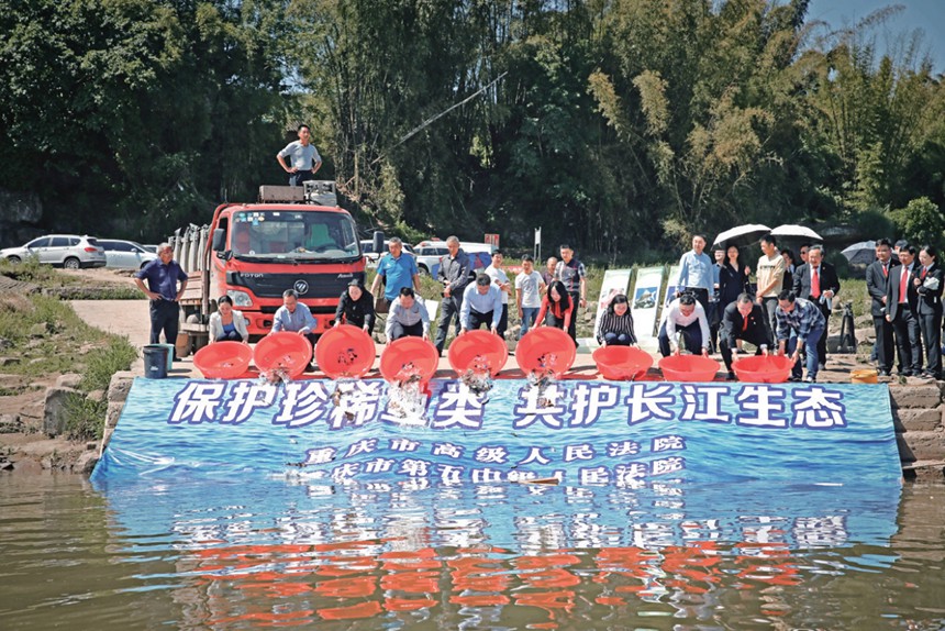 重庆法院开展“保护珍稀鱼类·共护长江生态”增殖放流活动