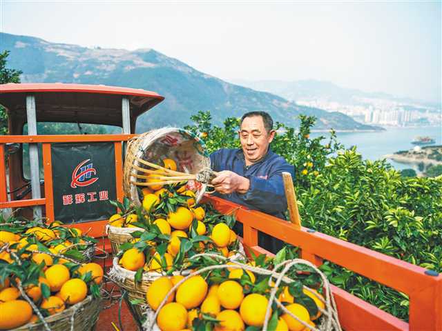 奉节脐橙喜获丰收。（奉节县委宣传部供图）