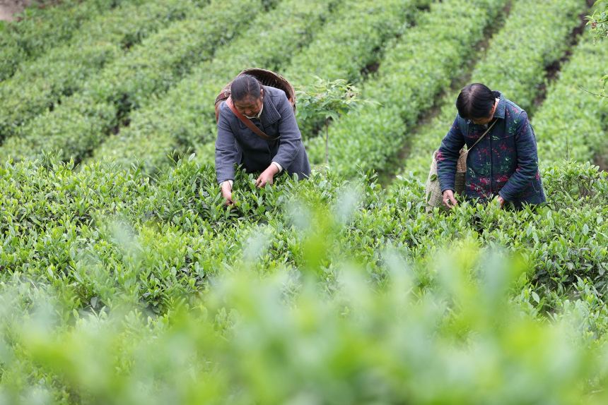 黔江區鵝池鎮社溪村村民在茶葉種植基地採摘春茶。楊敏攝