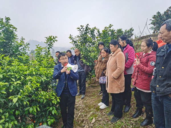 农技人员向村民传授柑橘种植技术。龙桥街道供图