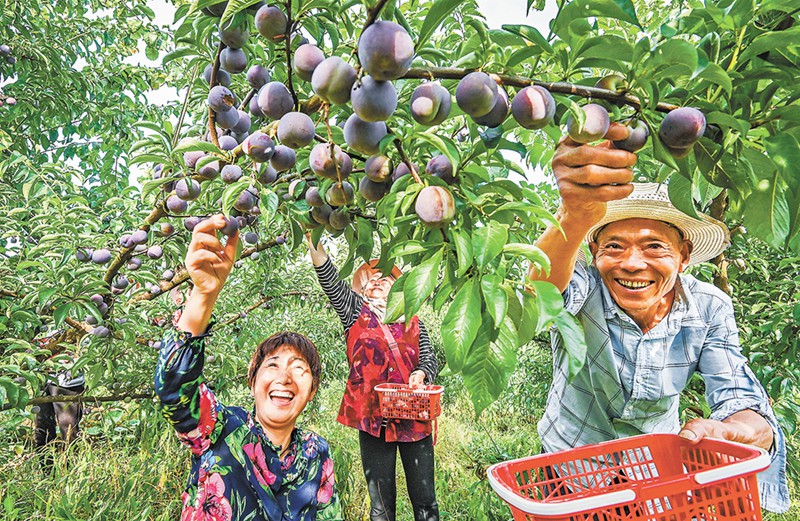 石柱县桥头镇瓦屋村脆李基地,丰收在即。近年来,当地积极引资发展特色种植业,带动大批村民增收。(本报资料图片)记者 万难 龙帆 摄/视觉重庆