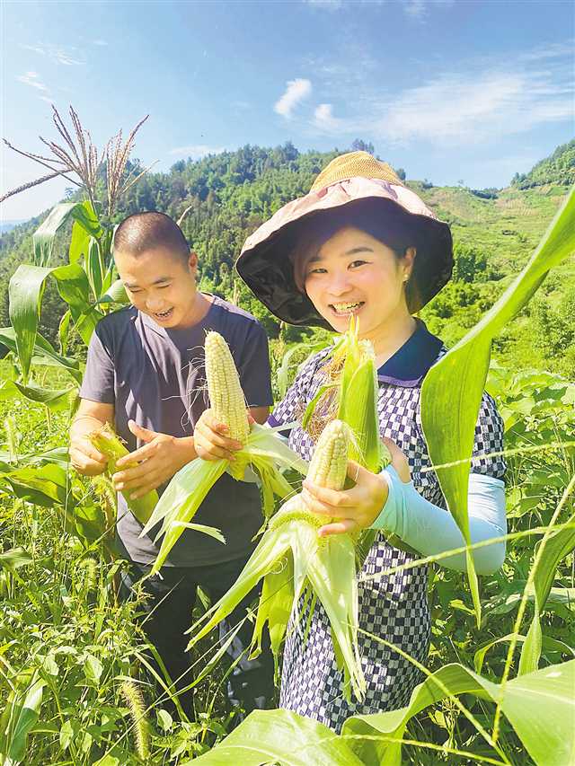 劉練（右）帶動村民種植的糯玉米喜獲豐收。（受訪者供圖）