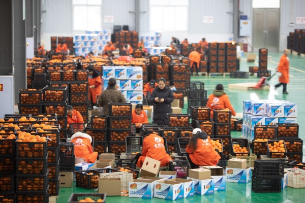 工人们正在将脐橙打包装箱。胡程摄