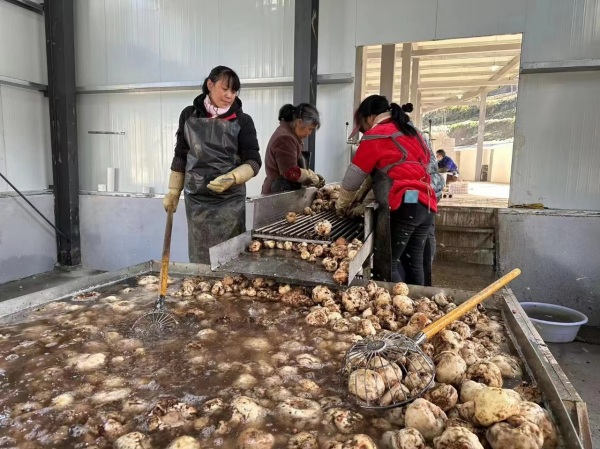 魔芋加工现场。巫溪县委统战部供图