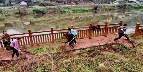 年关将至，朱渔（右1）带领村民一起清理河道杂草、淤泥等。中国人寿寿险重庆市分公司供图