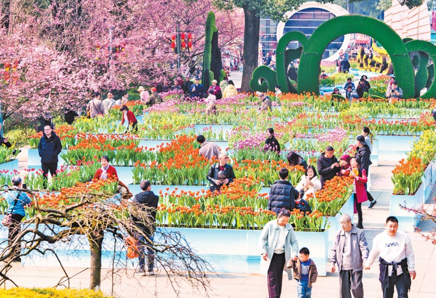 2月12日，南岸区重庆南山植物园，市民纷纷前来赏花。