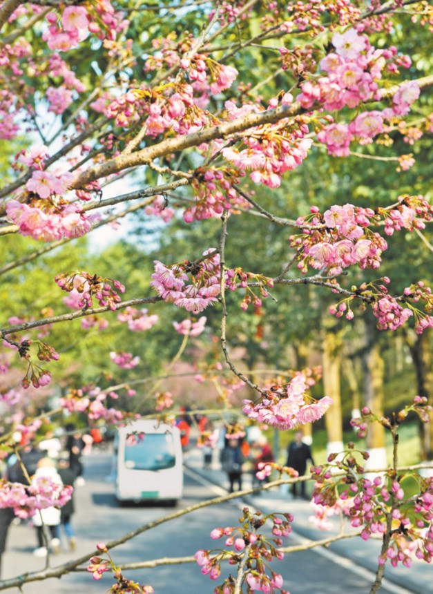 二月十一日，重庆园博园，樱花绽放。记者 张锦辉 摄\视觉重庆