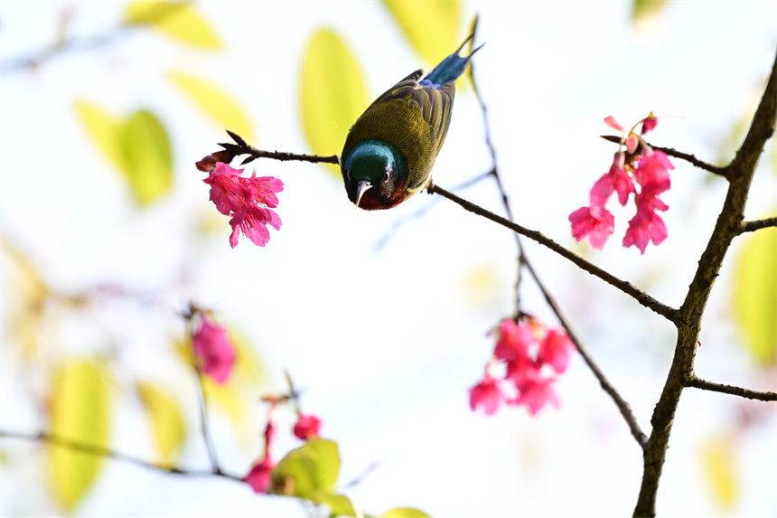 鸟儿在盛开的花儿上嬉戏、采食花蜜。郭旭摄