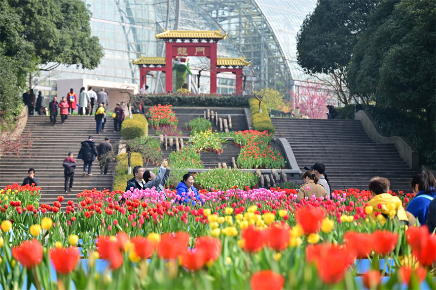 重庆南山植物园，市民游客前来赏花踏春欢度新春佳节。郭旭摄