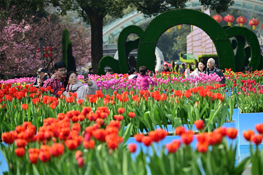重慶南山植物園，市民游客前來賞花踏春歡度新春佳節。郭旭攝