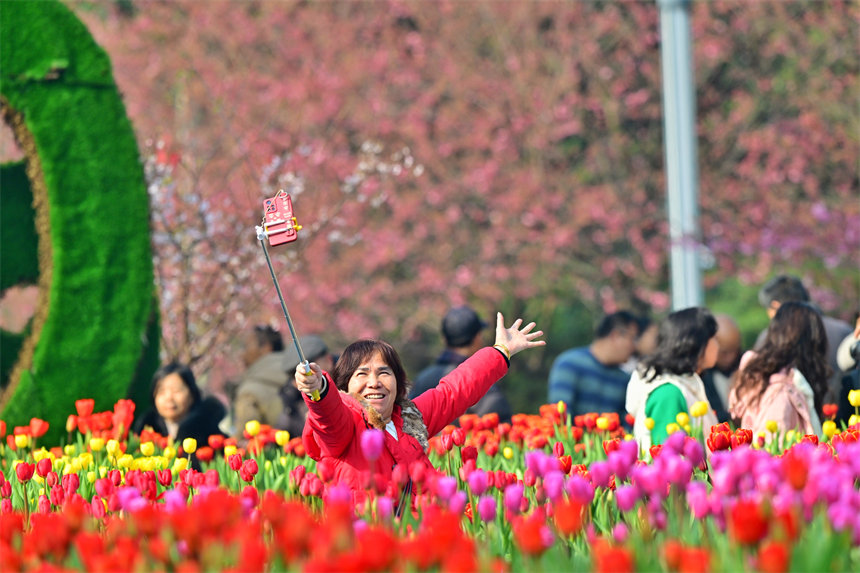 重庆南山植物园，市民在郁金香花海里打卡合影。郭旭摄