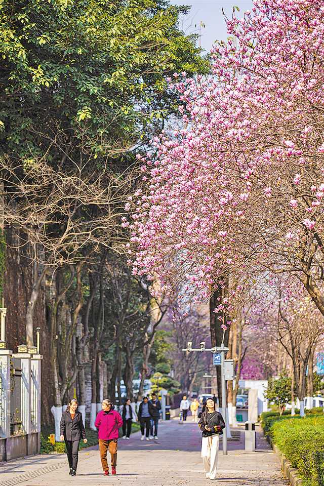 2月19日，巴南区渝南大道，道路两旁的鲜花已经盛开，充满了春天的气息。记者 尹诗语 摄/视觉重庆