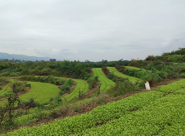 永川区青菜头种植基地。村村旺供图