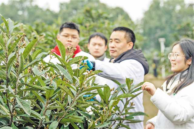 西南大学园艺园林学院研究团队师生在资源圃内为枇杷疏果、套袋。记者 郑宇 摄\视觉重庆